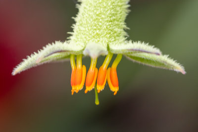 IMG_8148.jpg Kangeroo Paw Anigozanthos 'Bush Pioneer' - Haemodoraceae -  A Santillo 2020
