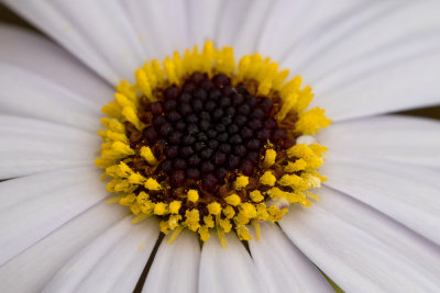 IMG_8151.jpg Unknown flower - © A Santillo 2020