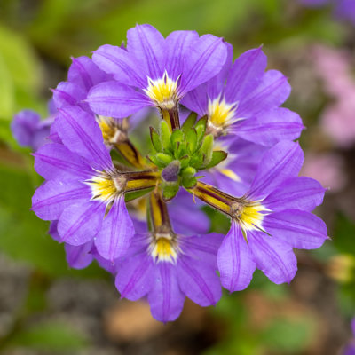 IMG_8152.jpg Fairy Fan-flower or Common Fan-flower Scaevola aemula - © A Santillo 2020