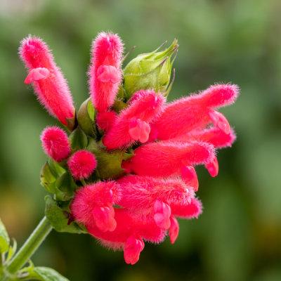 IMG_8155.jpg Bolivian Sage - Salvia oxyohora - Lamiaceae -  A Santillo 2020