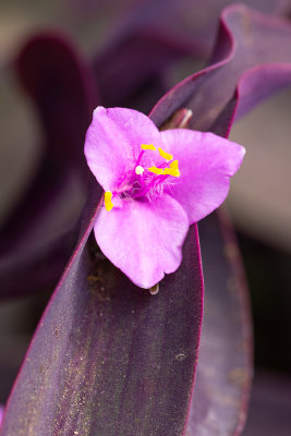 IMG_8156.jpg Unknown flower - © A Santillo 2020