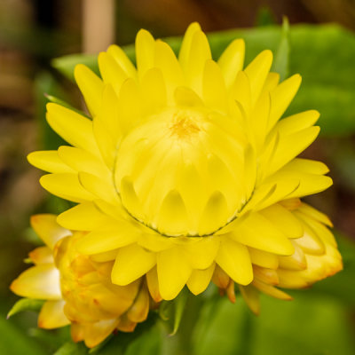 IMG_8149.jpg Unknown flower - © A Santillo 2020