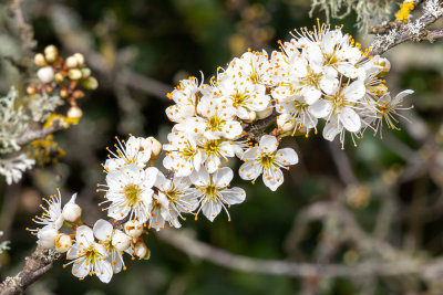 IMG_8632.jpg Hawthorn - Saltash - © A Santillo 2020
