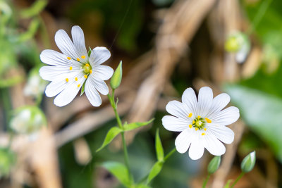IMG_8744.jpg Stellaria holostea, the addersmeat or greater stitchwort - Saltash - © A Santillo 2020