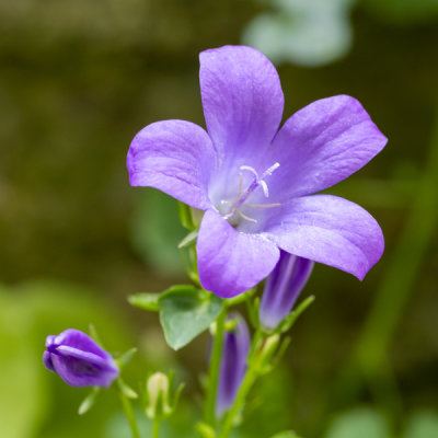IMG_8754 Campanula - Saltash - © A Santillo 2020
