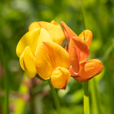 IMG_8810.jpg Lotus Corniculatus - common name bird's-foot trefoil - Saltash - © A Santillo 2020