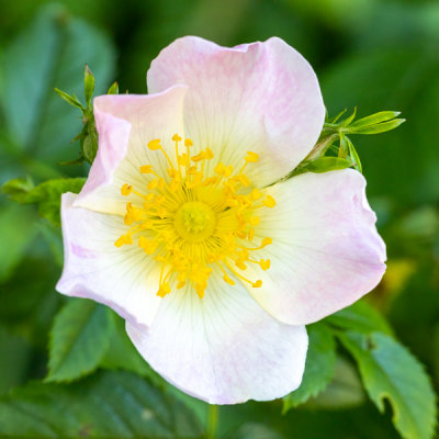 IMG_8817.jpg Dog rose - Saltash - © A Santillo 2020