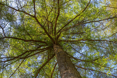 CRW_01133.jpg Tree canopy Raddick Plantation Dartmoor -   A Santillo 2004