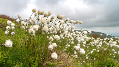 IMG_4335.jpg Cotton Grass - Eriophorum angustifolium - Craig Cerrig-gleisiad Brecon Beacons Wales -  A Santillo 2013