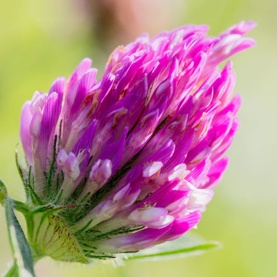 IMG_6384-Edit-Edit.jpg Red Clover - Bridget Ozanne's Ochid Fields, Saint Peter's -  A Santillo 2014