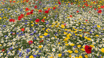 Wildflowers, grasses and trees