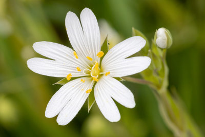 IMG_8748.jpg Stellaria holostea, the addersmeat or greater stitchwort - Saltash -  A Santillo 2020