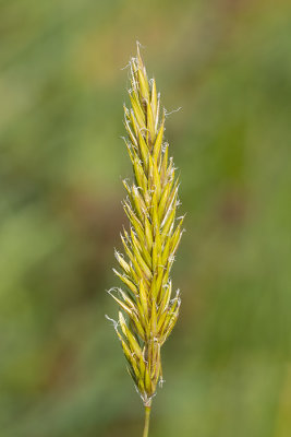 IMG_8793.CR3 Sweet vernal grass -  A Santillo 2020