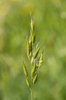 IMG_8796.CR3 Grass seed head -  A Santillo 2020