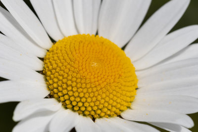 IMG_8812.jpg Ox-eye daisy - Saltash -  A Santillo 2020