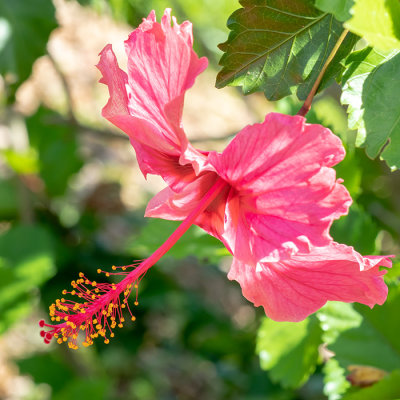 IMG_7737 Hibiscus - Bermuda Botanical Gardens - © A Santillo 2018