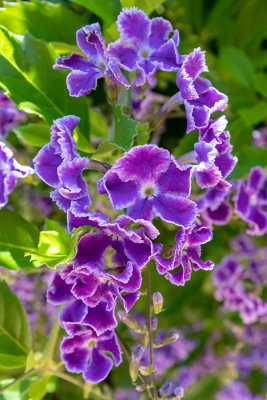 IMG_7745 Unknown flower - Bermuda Botanical Gardens - © A Santillo 2018