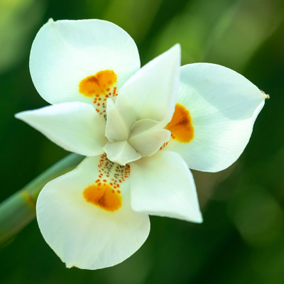 IMG_7746 Unknown flower - Bermuda Botanical Gardens - © A Santillo 2018