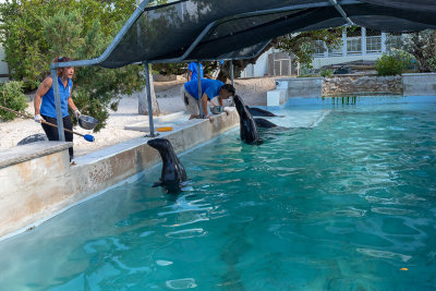 IMG_7758 Feeding the seals - Bermuda Aquarium, Museum and Zoo - © A Santillo 2018