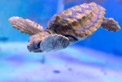 IMG_7813  A juvenile Loggerhead Turtle - Bermuda Aqaurium, Museum and Zoo - © A Santillo 2018