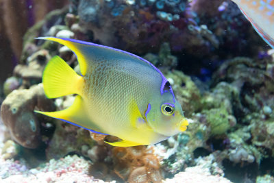 IMG_7815 Queen Angel Fish - Bermuda Aqaurium, Museum and Zoo - © A Santillo 2018