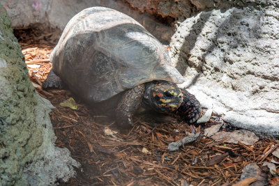 IMG_7829 South American Red-footed Tortoise - Bermuda Aqaurium, Museum and Zoo - © A Santillo 2018