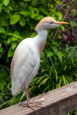 IMG_7831 Cattle Egret - Bubulcus ibis - Bermuda Aquarium, Museum and Zoo - © A Santillo 2018