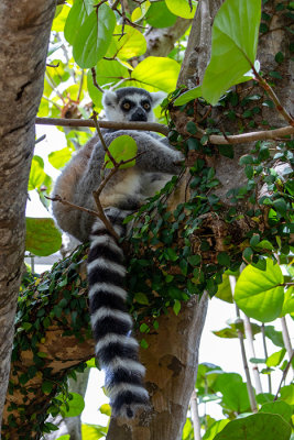 IMG_7834 Ring-tailed Lemur - Bermuda Aqaurium, Museum and Zoo - © A Santillo 2018