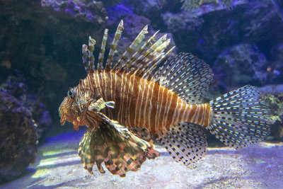 IMG_7835 Lionfish - Bermuda Aqaurium, Museum and Zoo - © A Santillo 2018