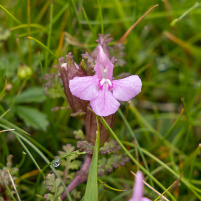 IMG_8893.CR3 Pedicularis sylvatica - Minions - Common Lousewort -  A Santillo 2020