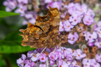 IMG_8912 Comma butterfly - © A Santillo 2020