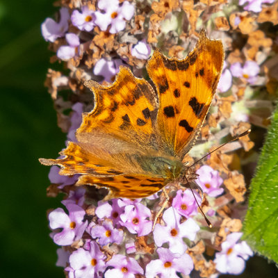 IMG_8914 Comma butterfly - © A Santillo 2020
