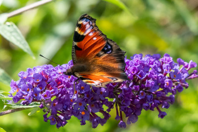 IMG_8919 Peacock butterfly - © A Santillo 2020