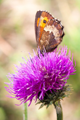 _MG_0677-Edit.tif Scotch Argus butterfly - © A Santillo 2006