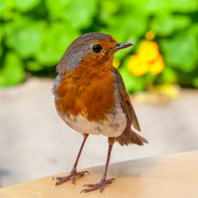 _MG_2517.jpg  Robin -  A Santillo 2009