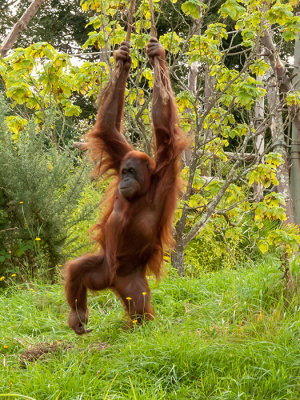 G10_1142.CR2 Sumatran Orangutan (Pongo abelii) - © A Santillo 2011