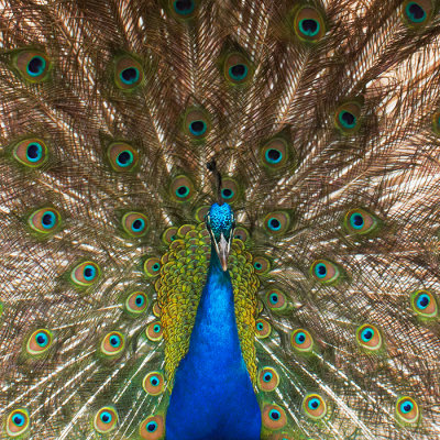 G10_1258.jpg Peacock at Paignton Zoo - © A Santillo 2012