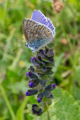IMG_6200.CR2 Adonis Blue Butterfly - © A Santillo 2014