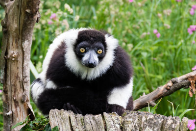 IMG_7059.CR2 Black and White Ruffed Lemur - © A Santillo 2016
