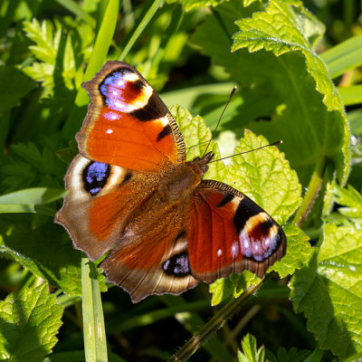 IMG_8594.jpg Peacock butterfly -  A Santillo 2020