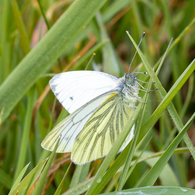 IMG_8749.jpg Female Green-veined White butterfly - © A Santillo 2020