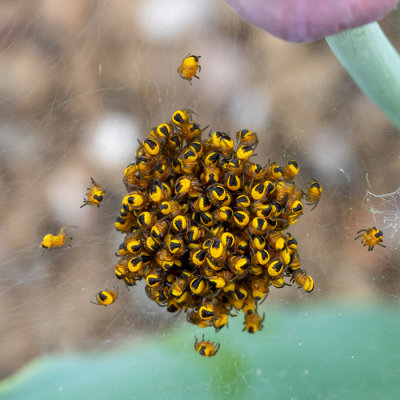 IMG_8752.jpg Newly hatched spiders - © A Santillo 2020