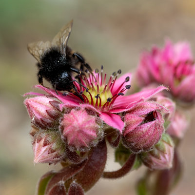 IMG_8857.jpg A bee photobombing my photo of a Sempervivium - © A Santillo 2020
