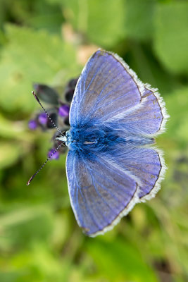IMG_6201.CR2 Adonis Blue Butterfly - © A Santillo 2014