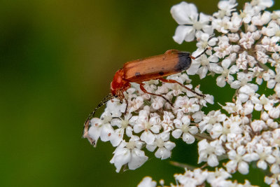 IMG_8956.CR2 Black-tipped soldier beetle Rhagonycha fulva – (family Cantharidae) on Cow Parsley - © A Santillo 2020