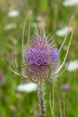 IMG_8959_CR2 Teasel - Dipsacus Caprifoliaceae - Saltash - © A Santillo 2020