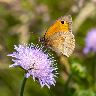 Meadow Brown butterfly on a scabious flower