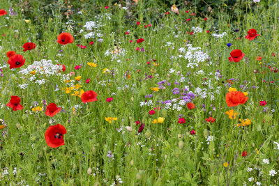 Wildflowers in the Elizabethan garden