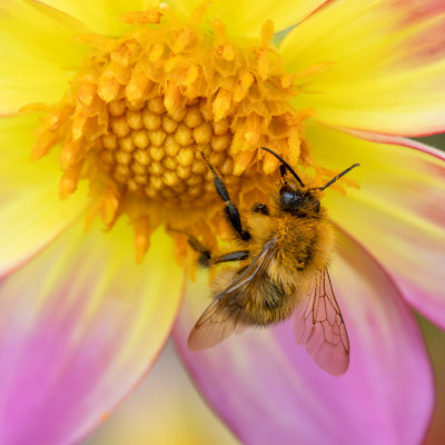 Bee on a Dahlia