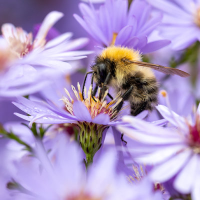 Bee on an Aster